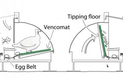 kalkoen nest